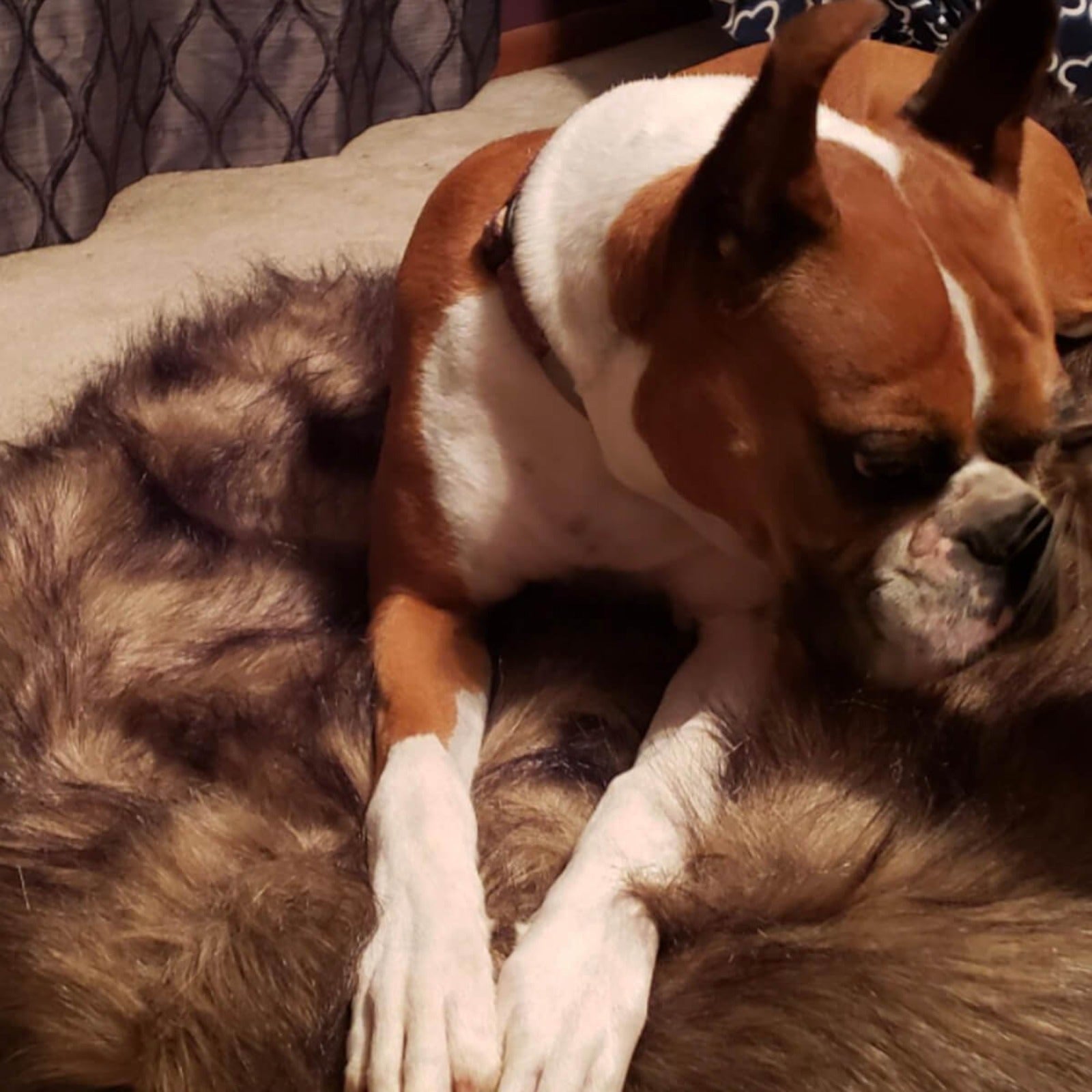 Lit pour chien en mousse viscoélastique en fausse fourrure Laifug