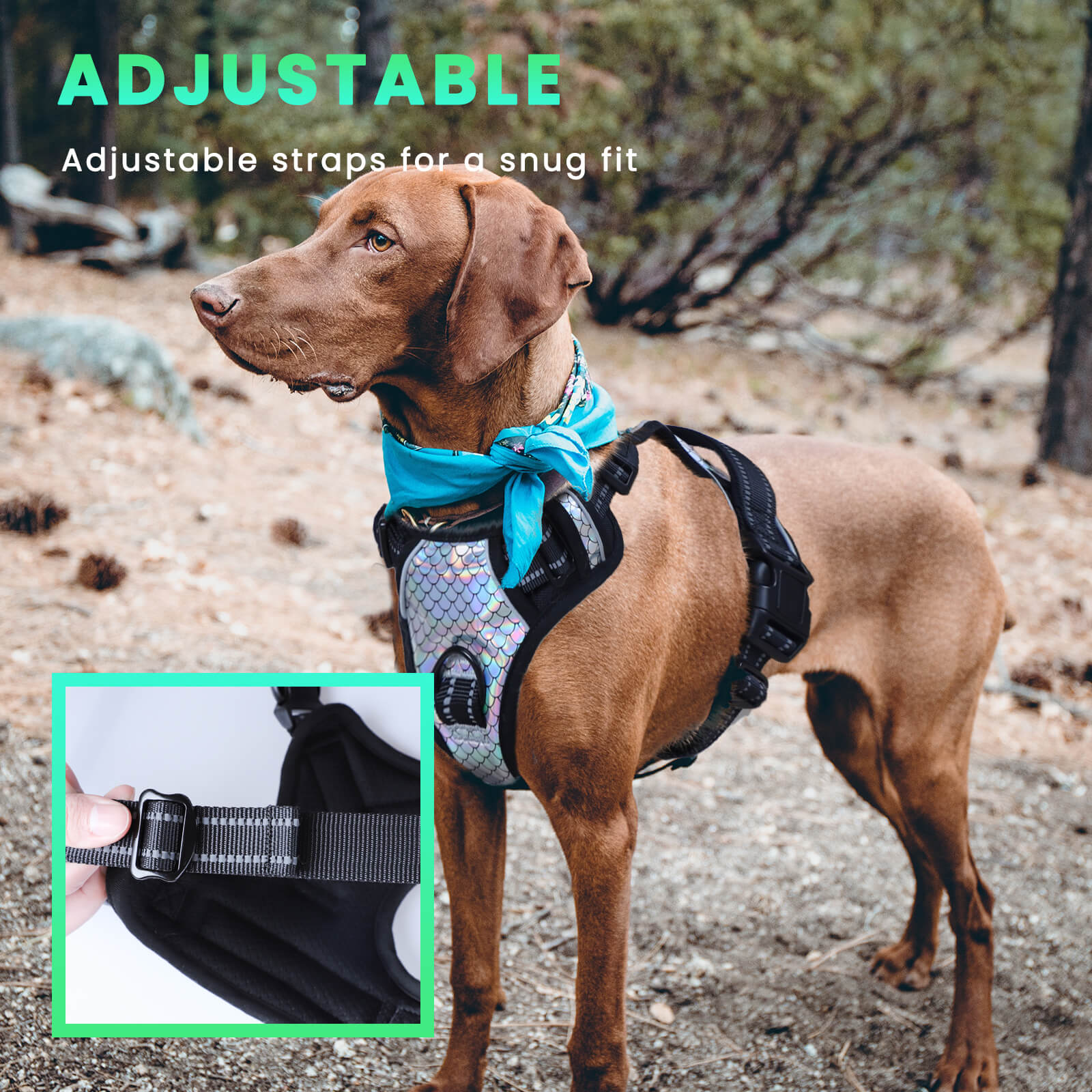 Harnais pour chien Laifug avec cordon rétractable