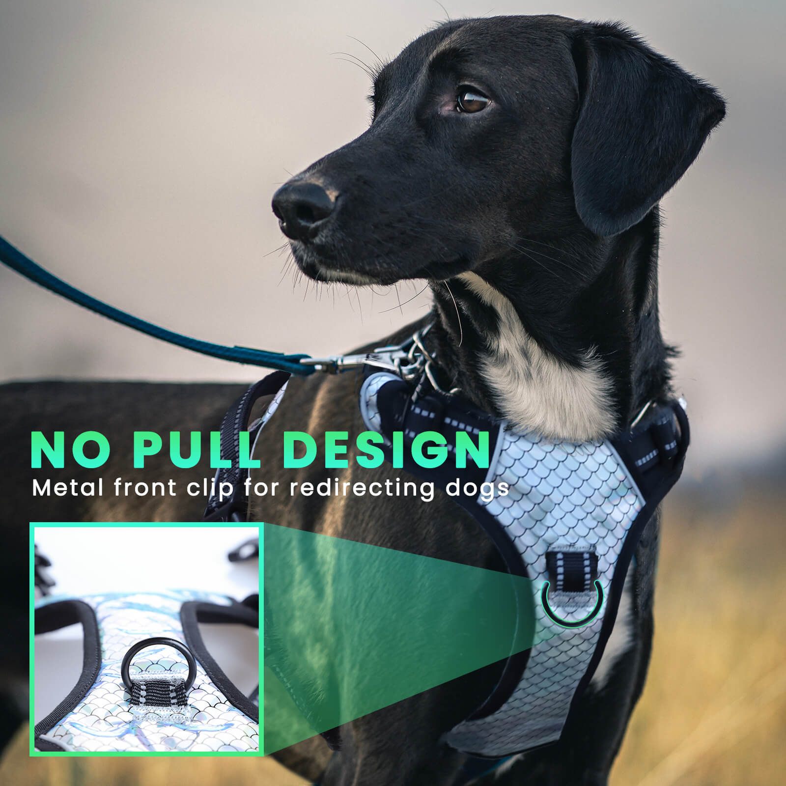 Harnais pour chien Laifug avec cordon rétractable