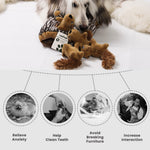 Jouet écureuil pour chien Laifug